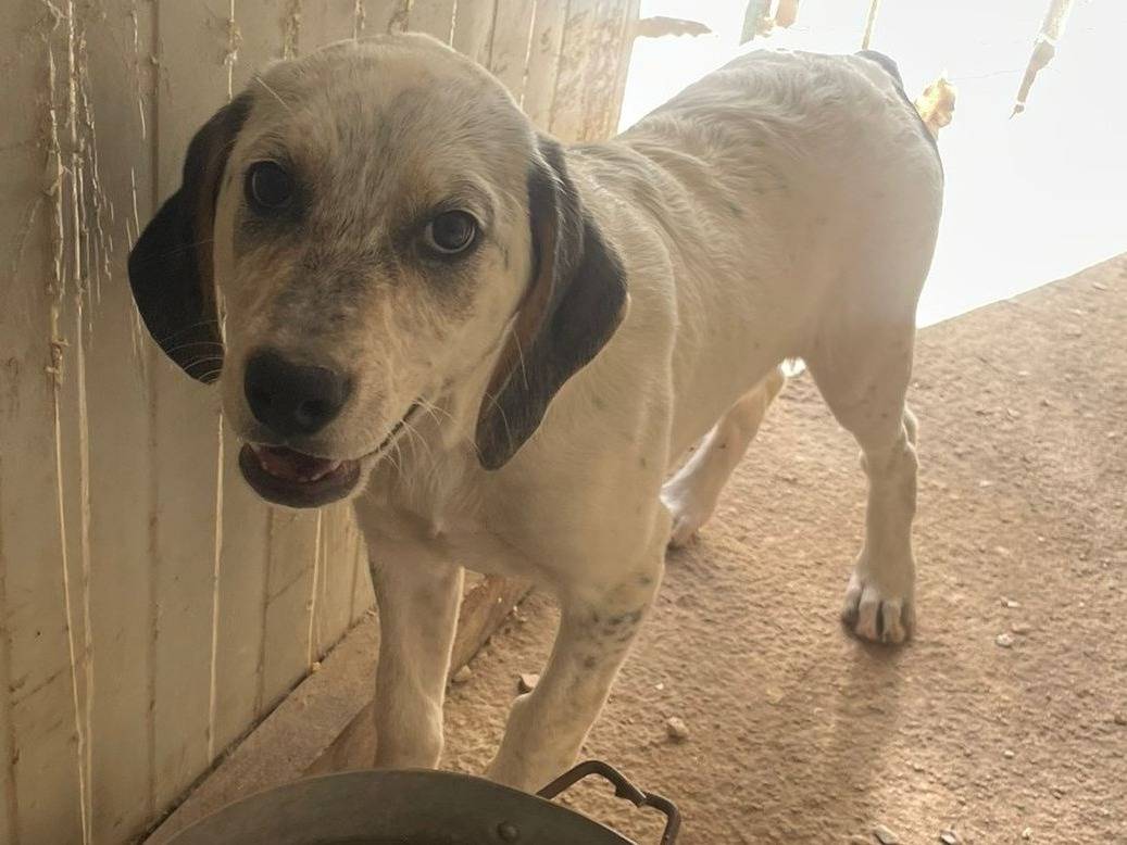 Adotta un cane, femmina, 3 mesi, Frosinone