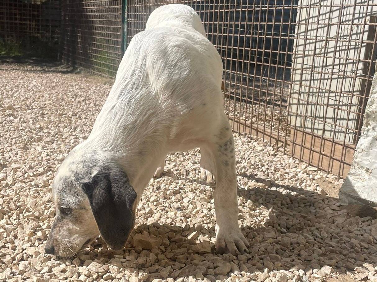 Adotta un cane, taglia media, femmina, Frosinone