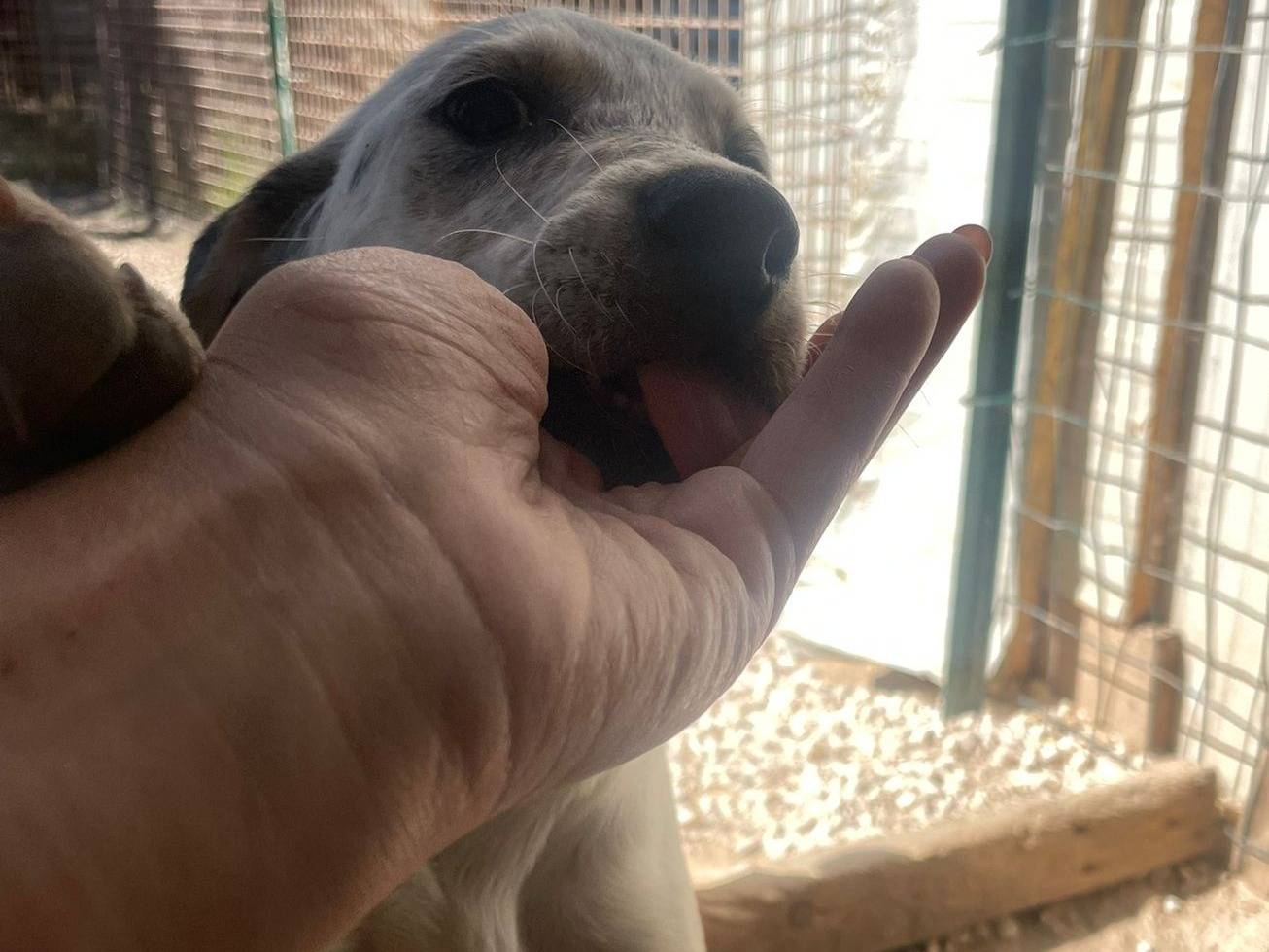 Adotta il cane SIRYA a Frosinone