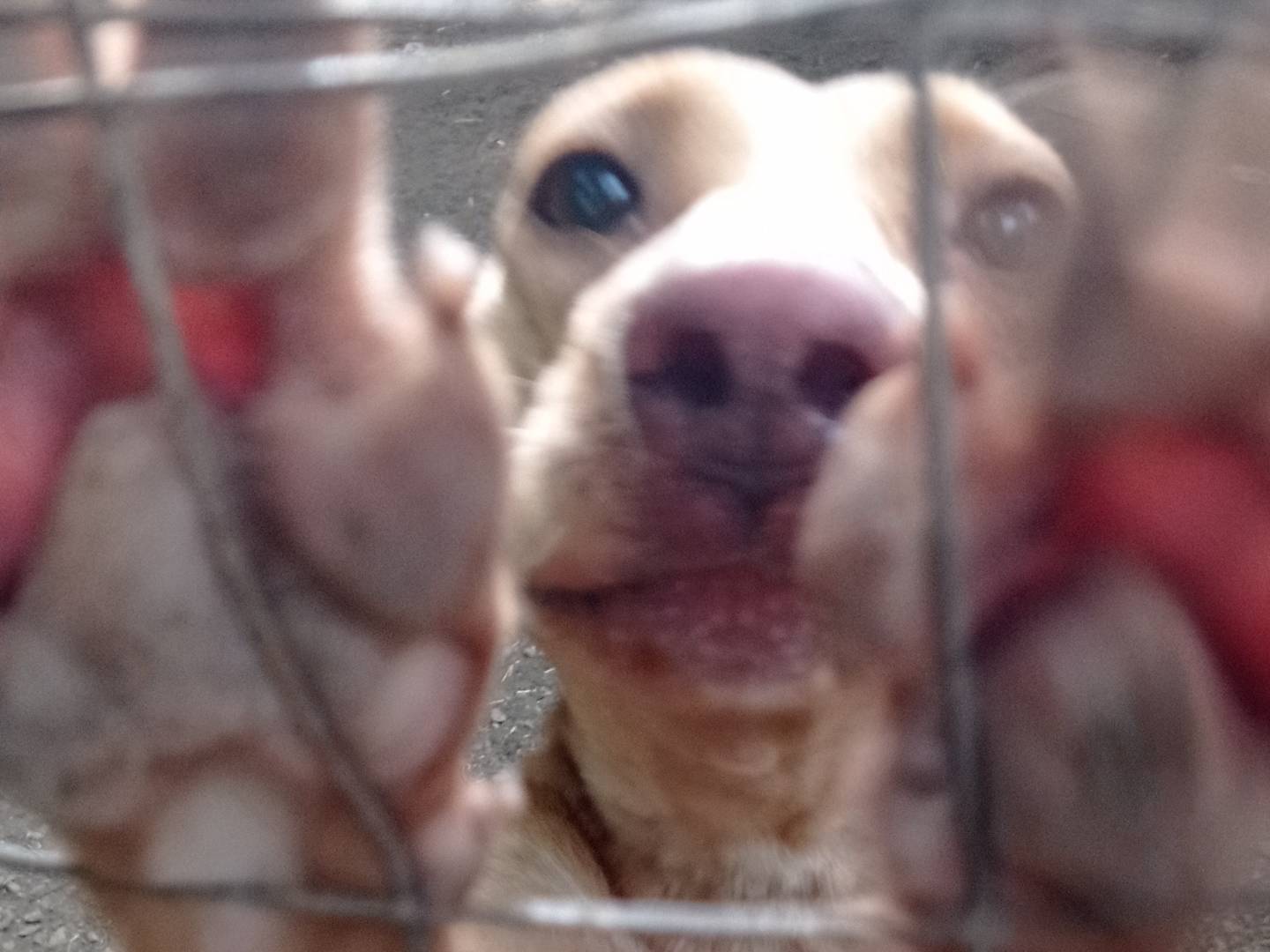 Adozione cane, femmina, Razza sconosciuta Razza sconosciuta, 5 anni e 10 mesi, taglia media, Catanzaro