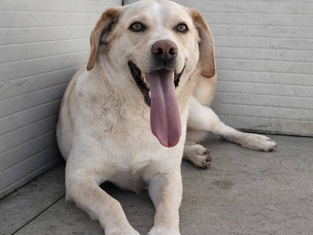 Adotta un cane, maschio, 3 anni e 1 mese, Enna
