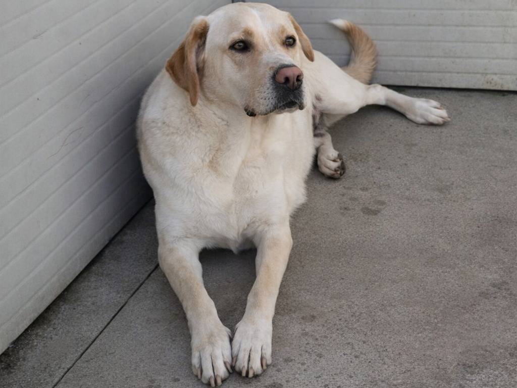 Adotta un cane, taglia grande, maschio, Enna