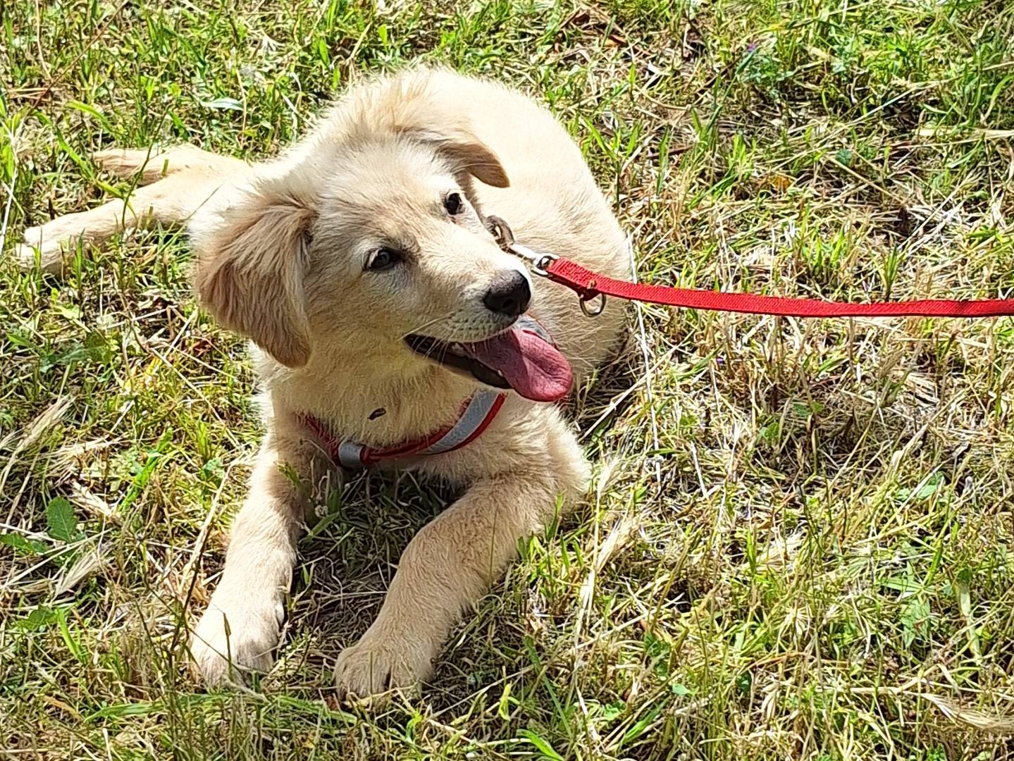 Adozione cane, femmina, Razza sconosciuta Razza sconosciuta, 3 mesi, taglia media, Monza