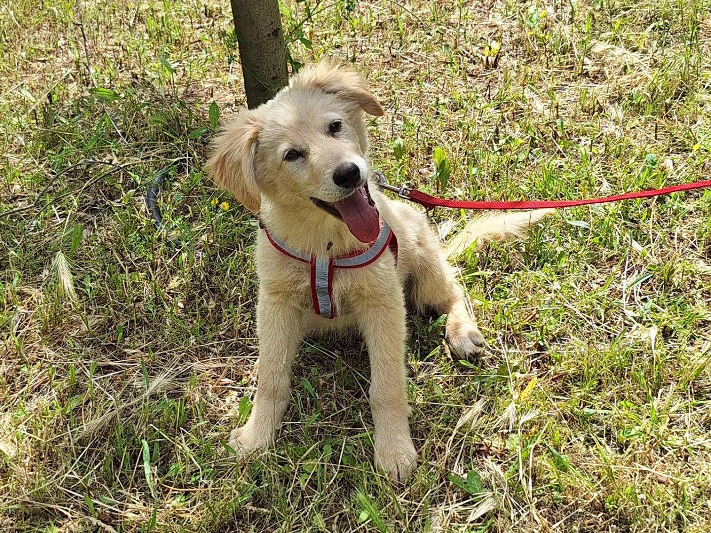 Adotta un cane, femmina, 3 mesi, Monza