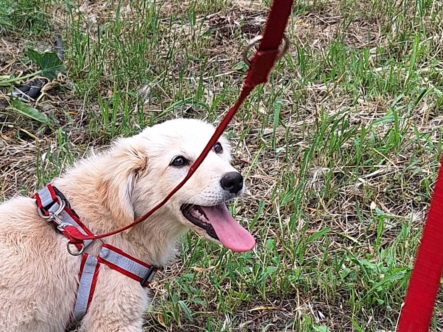 Adotta un cane, taglia media, femmina, Monza