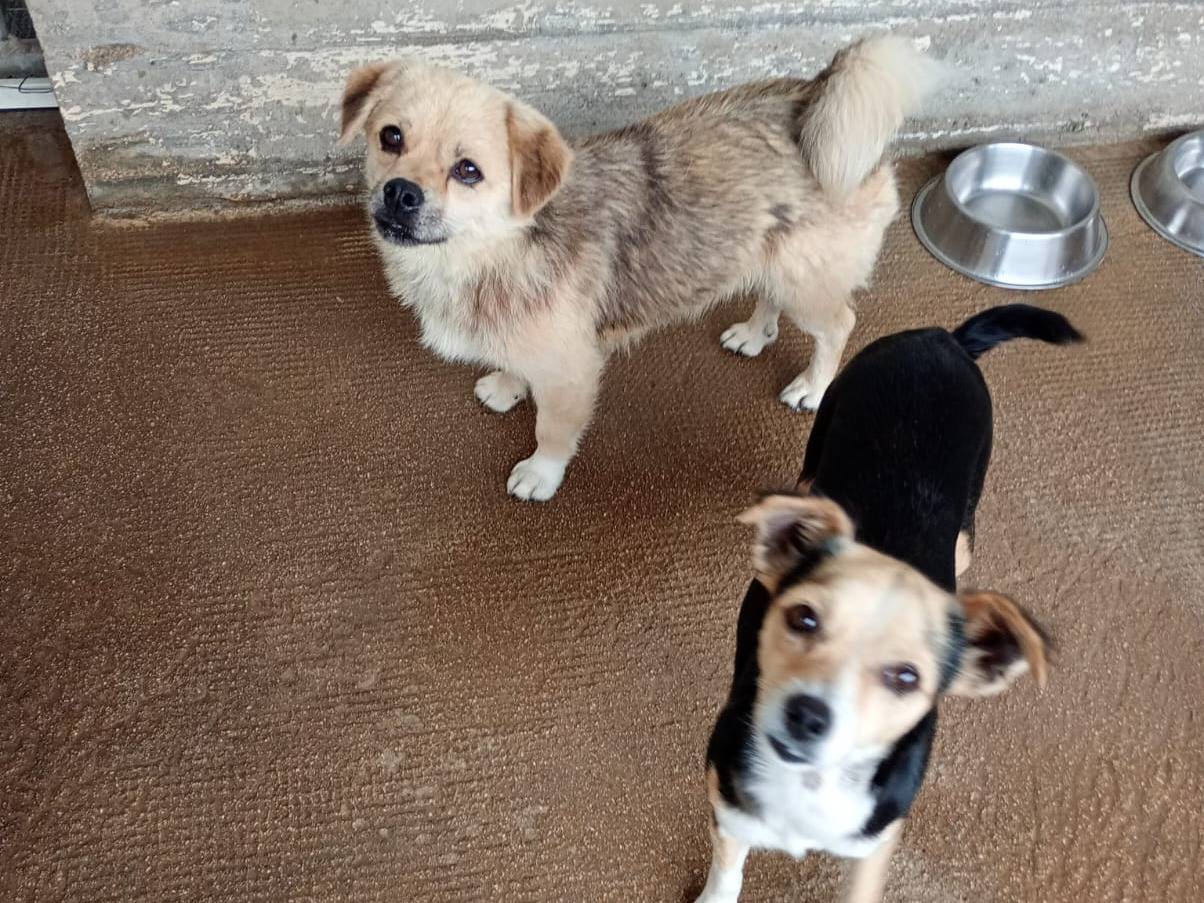 Adozione cane, maschio, Razza sconosciuta Razza sconosciuta, 3 anni e 8 mesi, taglia piccola, Latina
