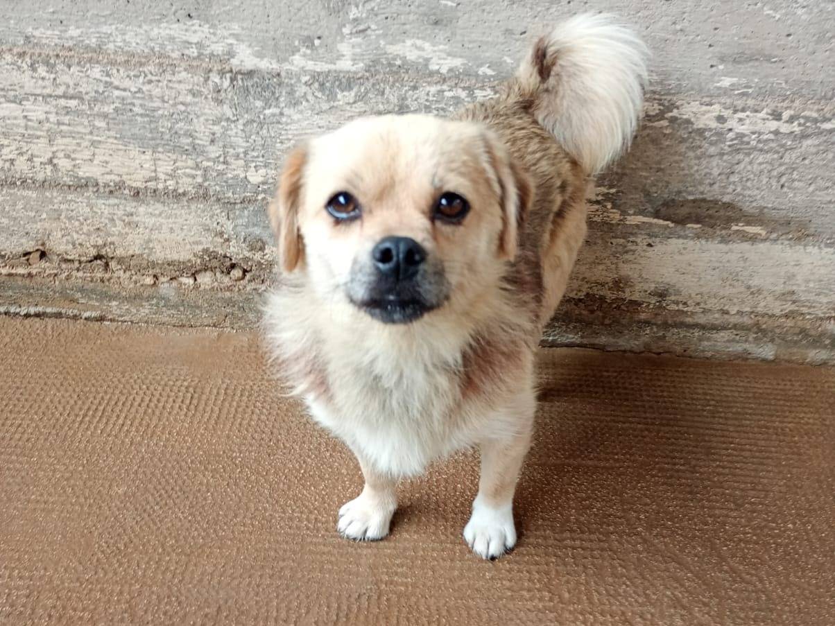 Adotta un cane, maschio, 3 anni e 8 mesi, Latina
