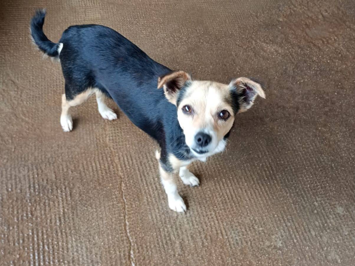Adotta un cane, taglia piccola, maschio, Latina