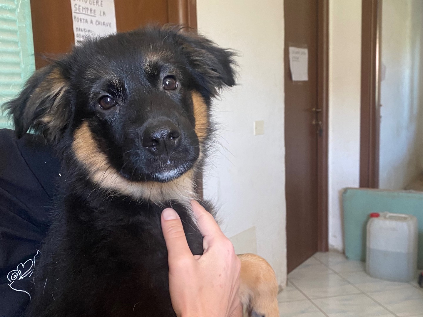 Adozione cane, maschio, Pastore tedesco Razza sconosciuta, 4 mesi, taglia grande, Teramo