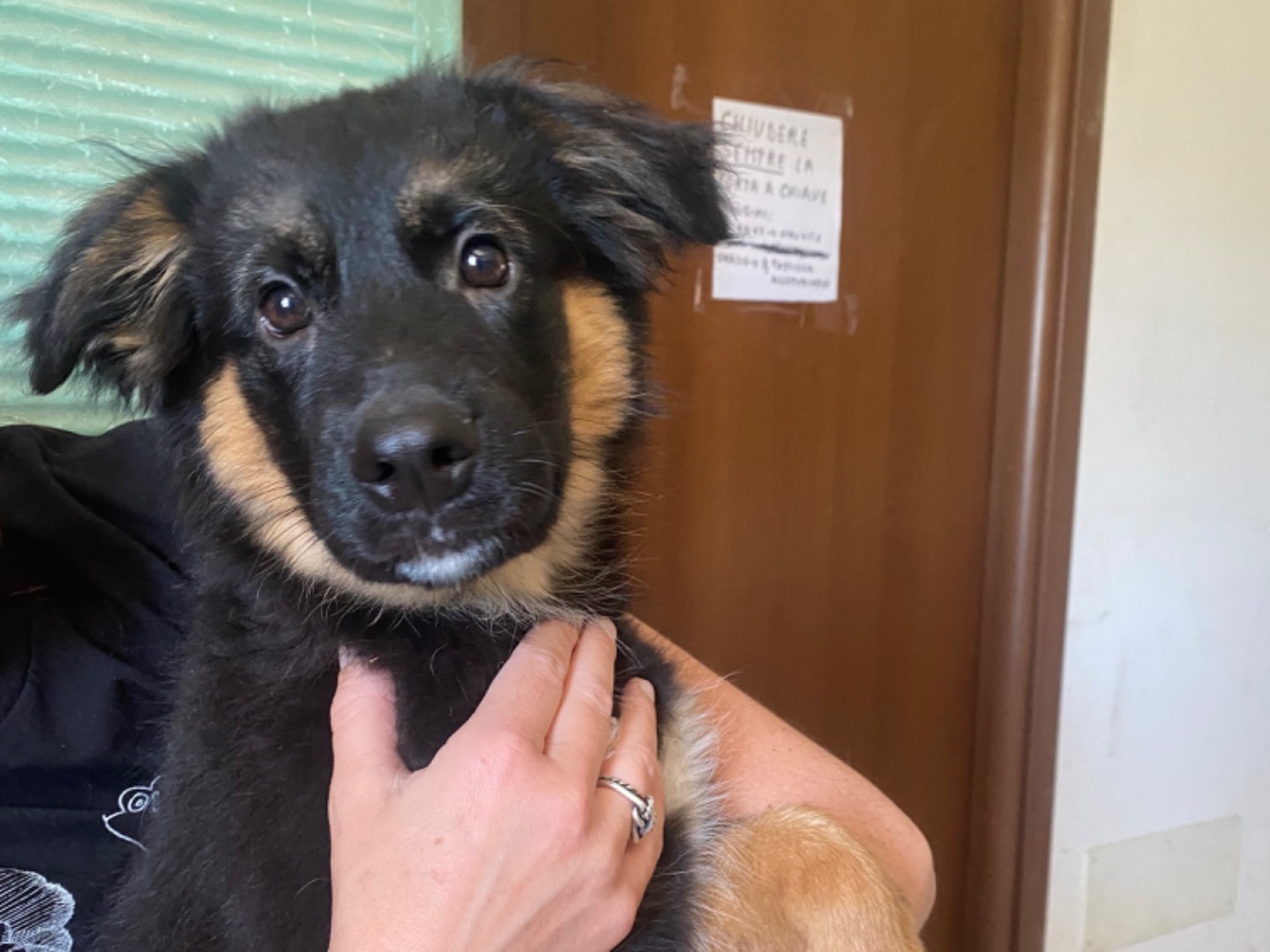 Adotta un cane, maschio, 4 mesi, Teramo