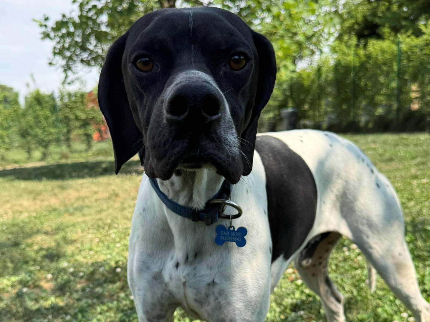 Adozione cane, maschio, Pointer Razza sconosciuta, 2 anni e 10 mesi, taglia grande, Milano