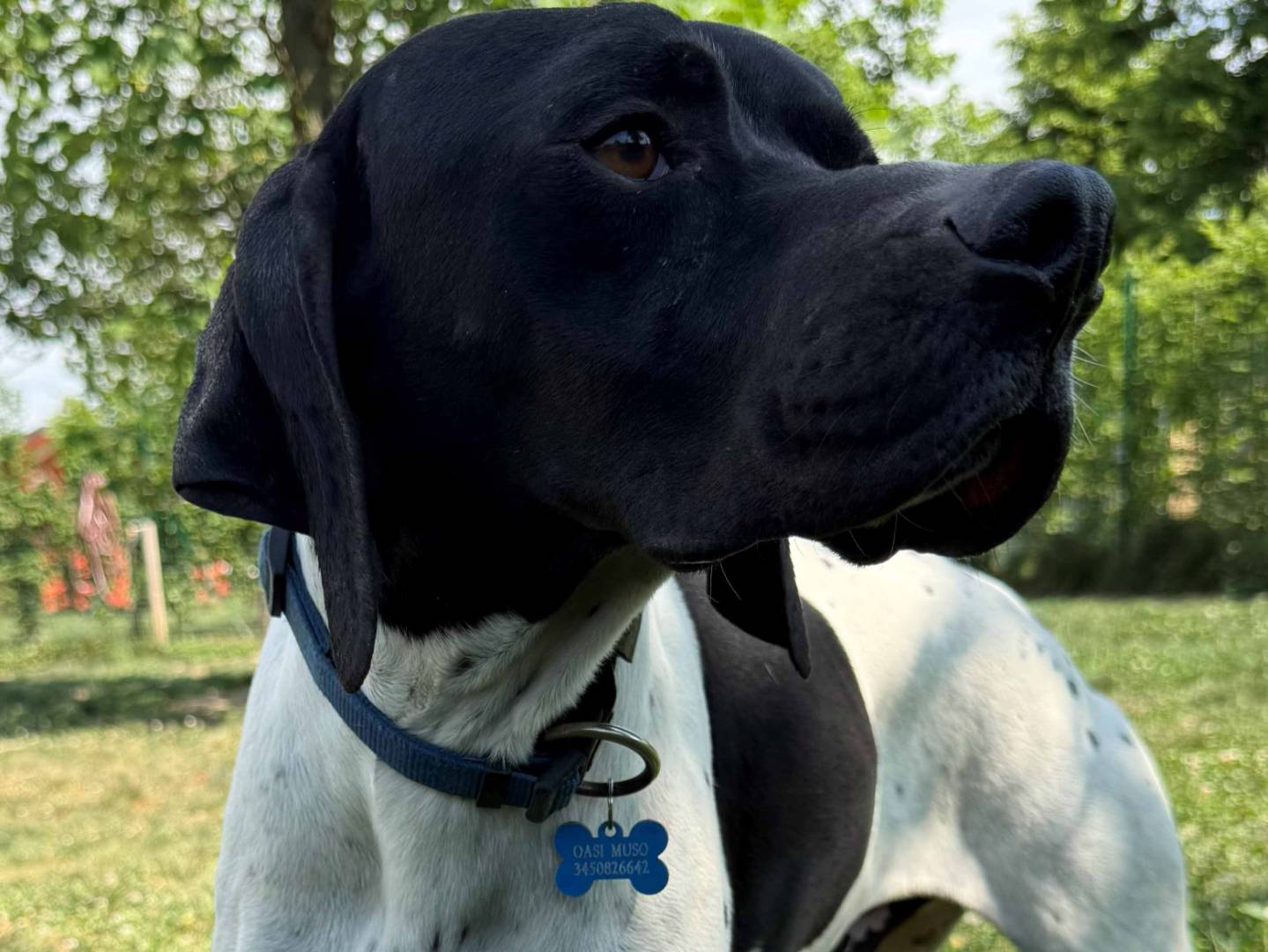 Adotta un cane, maschio, 2 anni e 10 mesi, Milano