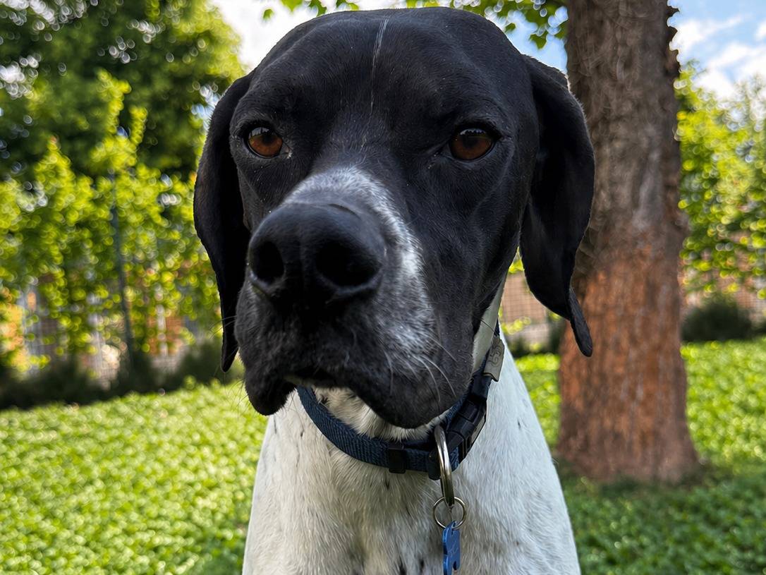 Vuoi adottare un cane a Milano?
