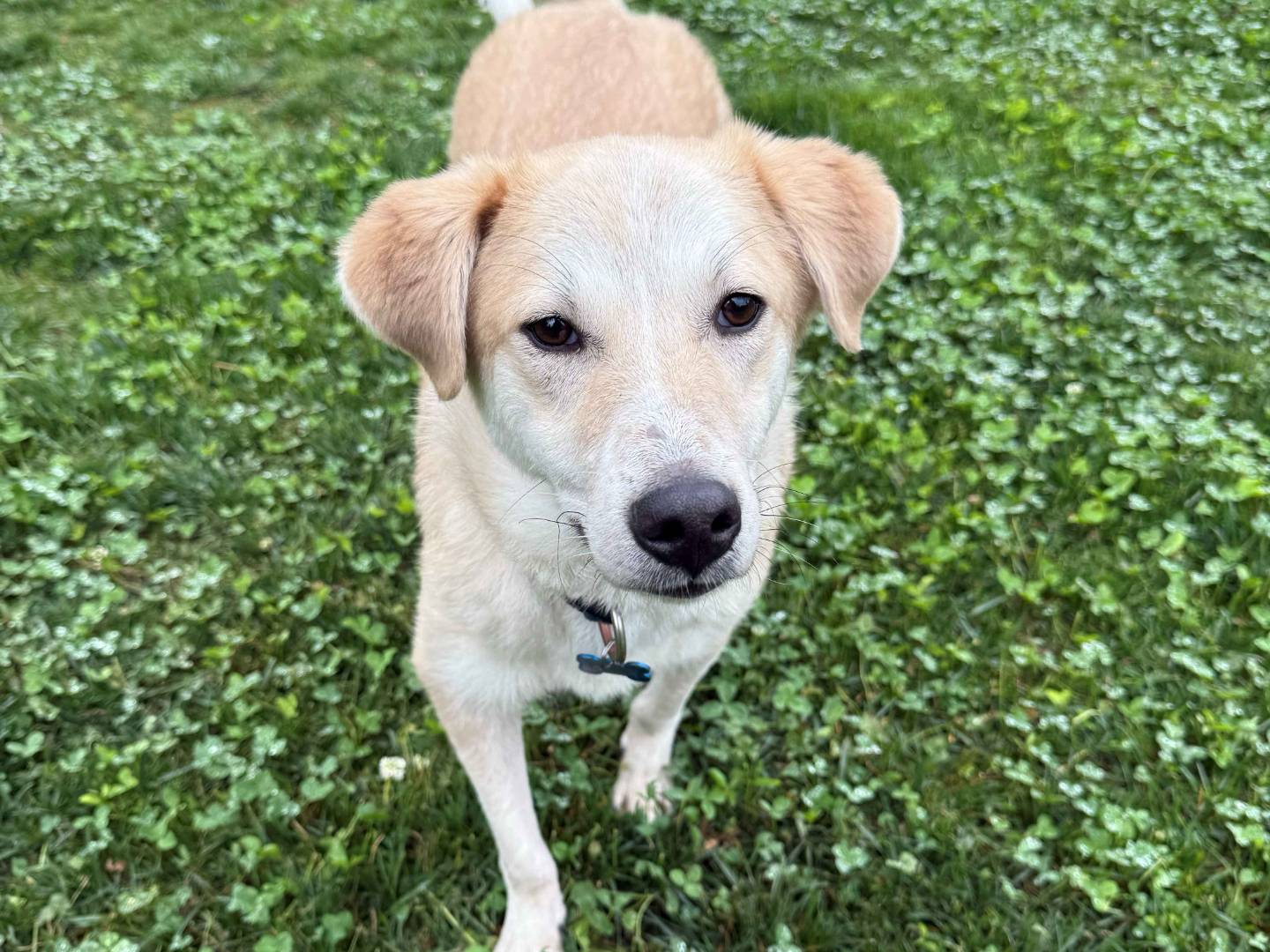 Adozione cane, maschio, Razza sconosciuta Razza sconosciuta, 8 mesi, taglia media, Milano