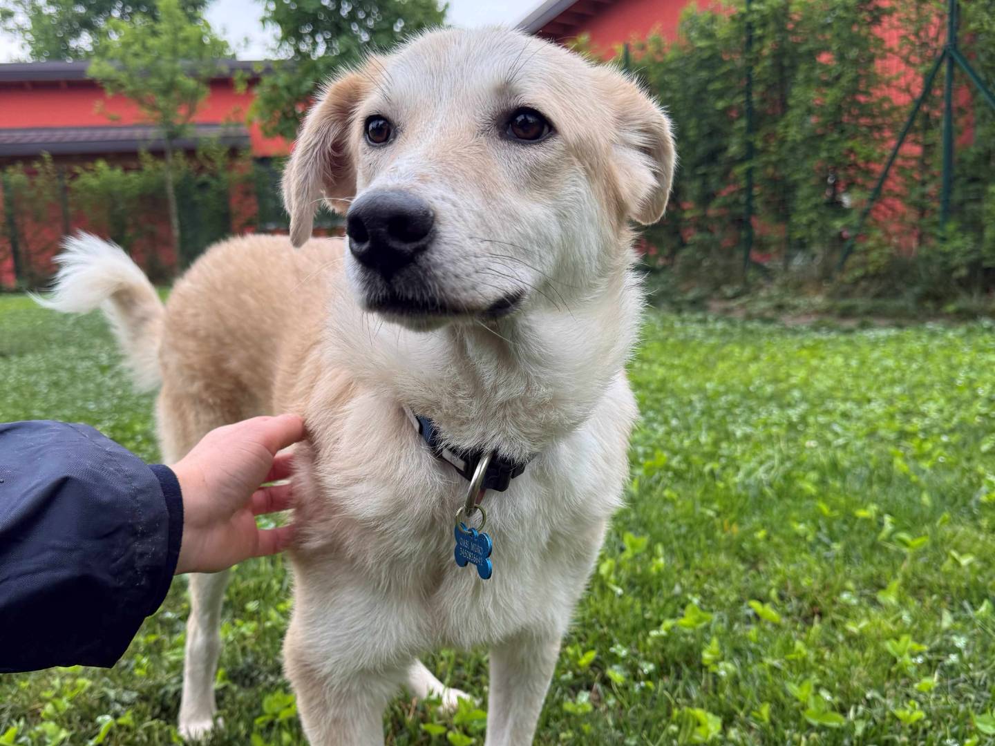 Adotta un cane, maschio, 8 mesi, Milano