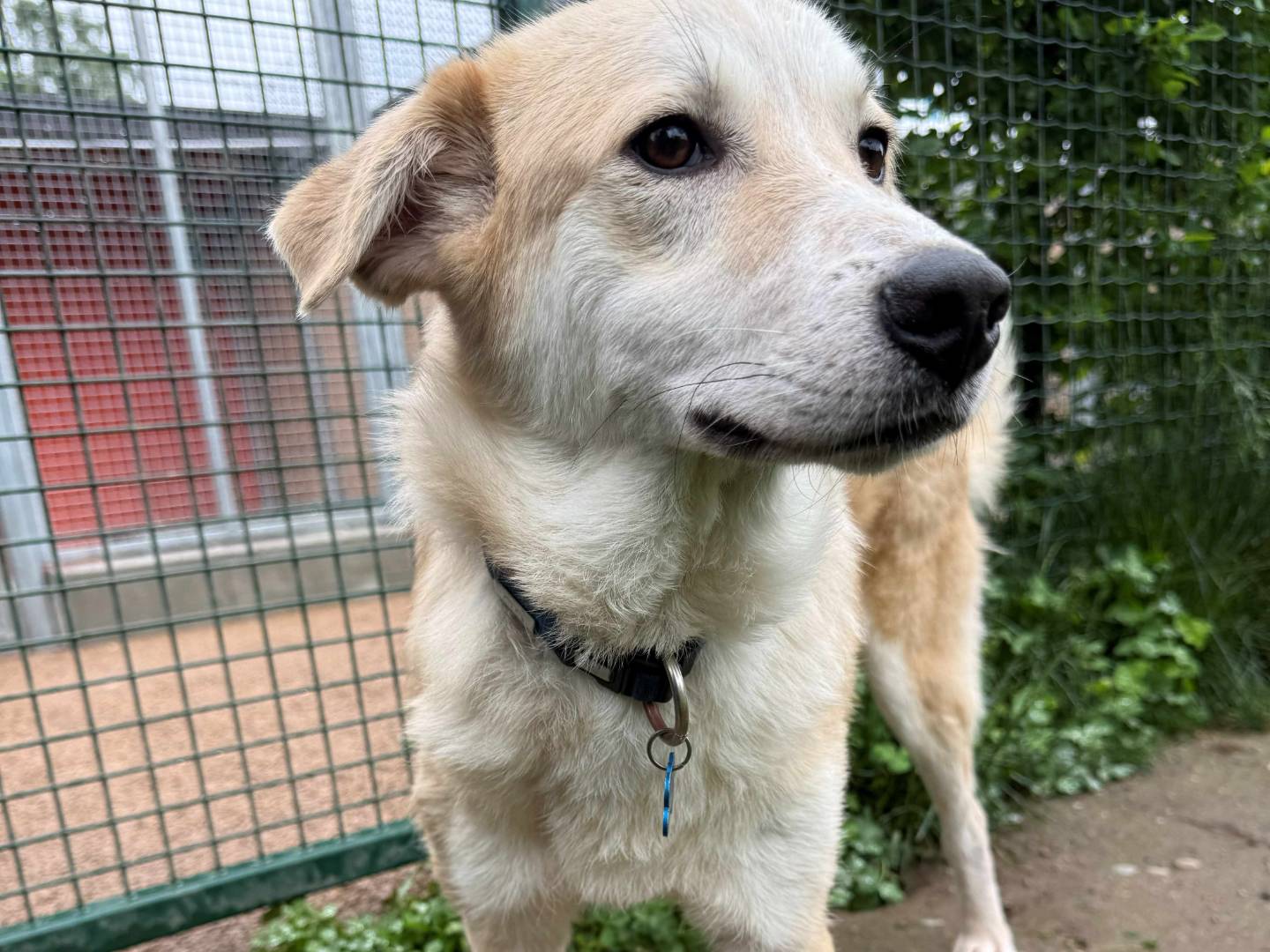 Adotta un cane, taglia media, maschio, Milano