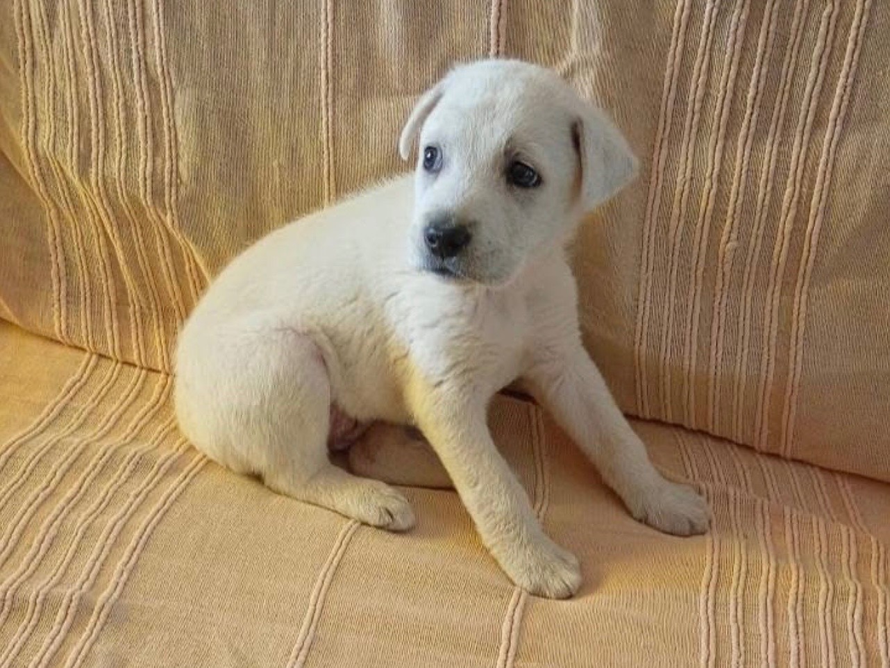 Adozione cane, femmina, Razza sconosciuta Razza sconosciuta, 2 mesi, taglia media, Bari