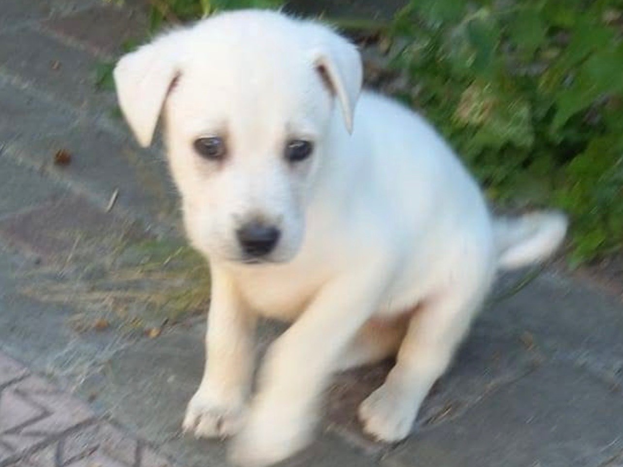 Adotta un cane, femmina, 2 mesi, Bari