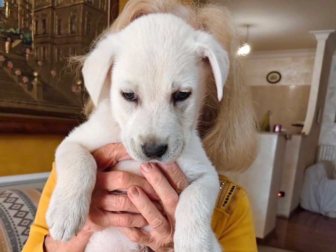Adotta un cane, taglia media, femmina, Bari