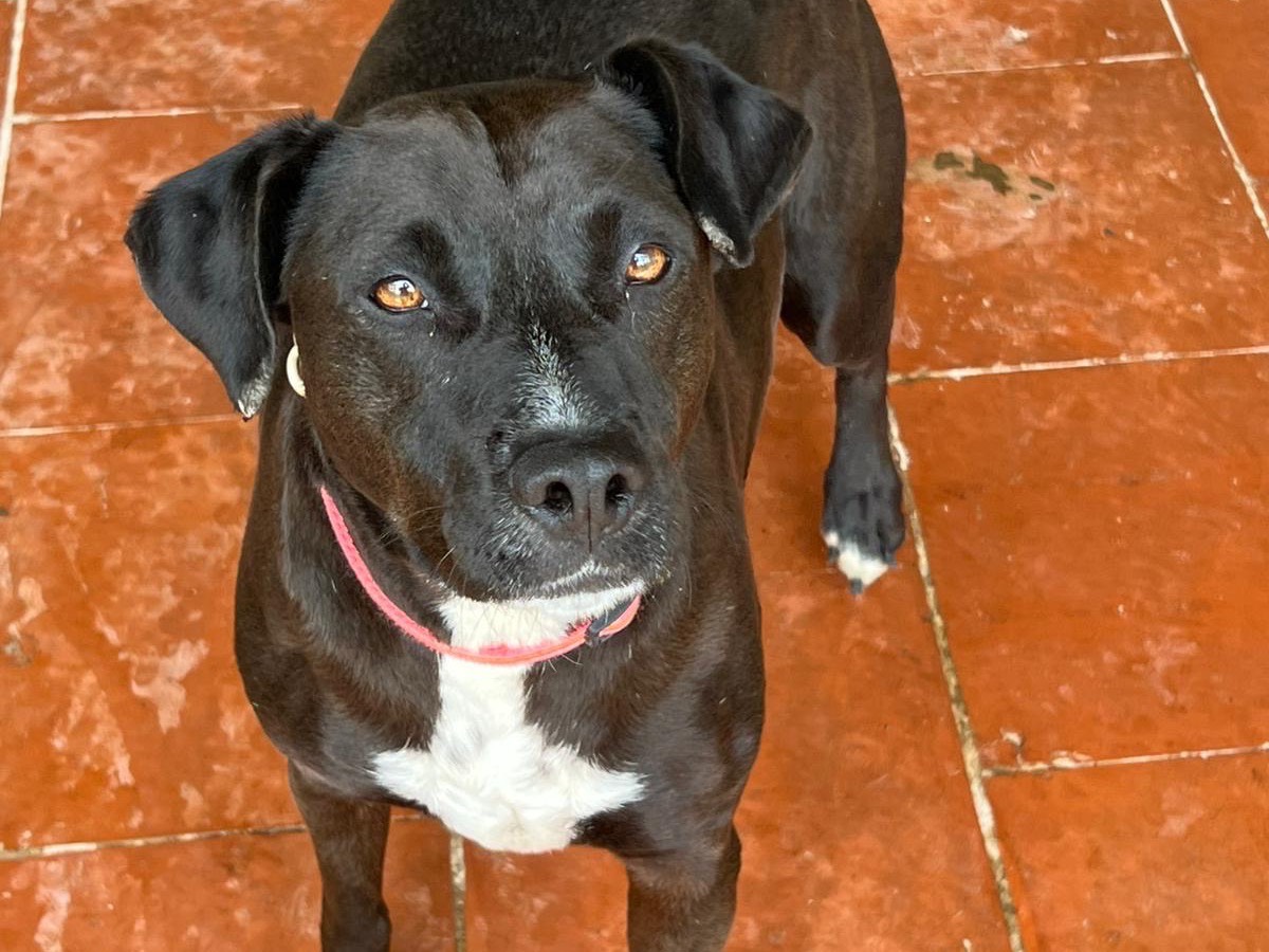 Adozione cane, femmina, Razza sconosciuta Razza sconosciuta, 6 anni e 4 mesi, taglia media, Messina