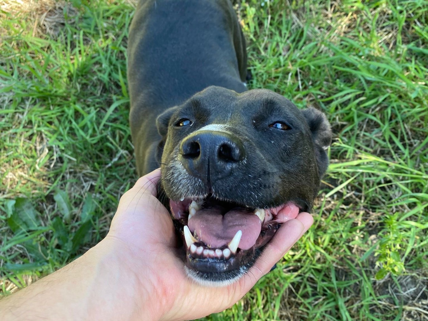 Adotta un cane, femmina, 6 anni e 4 mesi, Messina