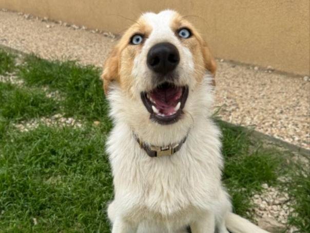 Adozione cane, femmina, Razza sconosciuta Razza sconosciuta, 10 mesi, taglia media contenuta, Milano