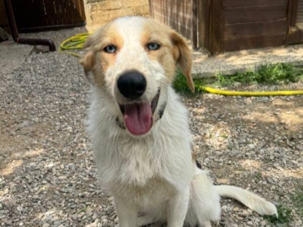 Adotta un cane, taglia media contenuta, femmina, Milano