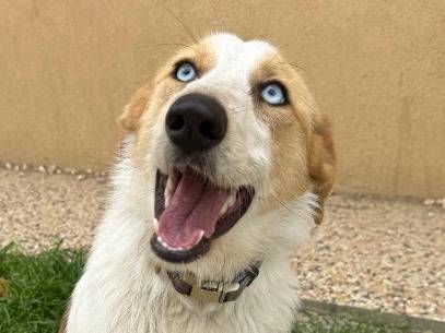 Vuoi adottare un cane a Milano?
