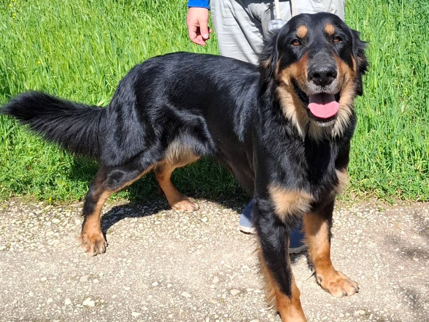 Adotta un cane, maschio, 1 anno, Modena