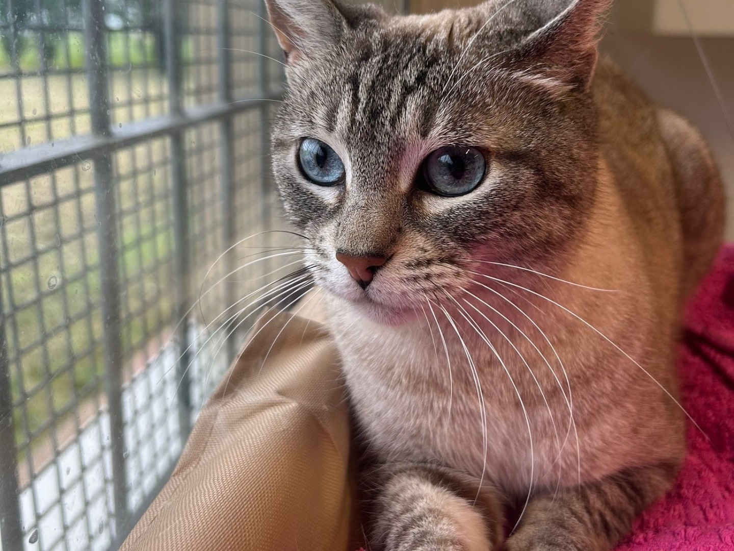 Adozione gatto, femmina, Razza sconosciuta Razza sconosciuta, 6 anni e 10 mesi, taglia non valida, Brescia