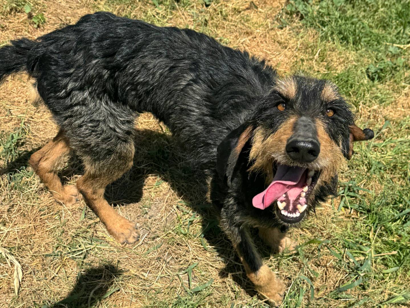 Adozione cane, maschio, Segugio Razza sconosciuta, 5 anni, taglia media, Teramo