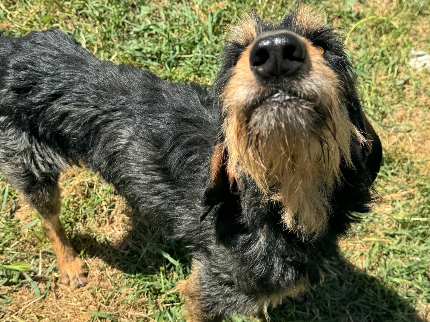 Adotta un cane, maschio, 5 anni, Teramo