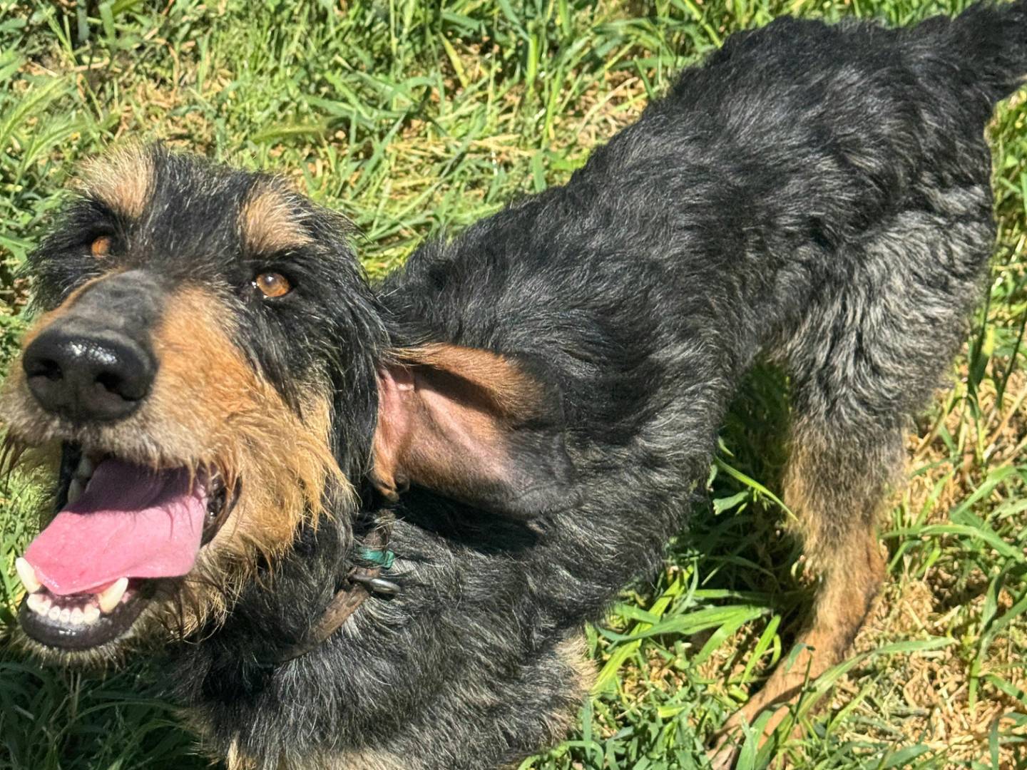Adotta un cane, taglia media, maschio, Teramo
