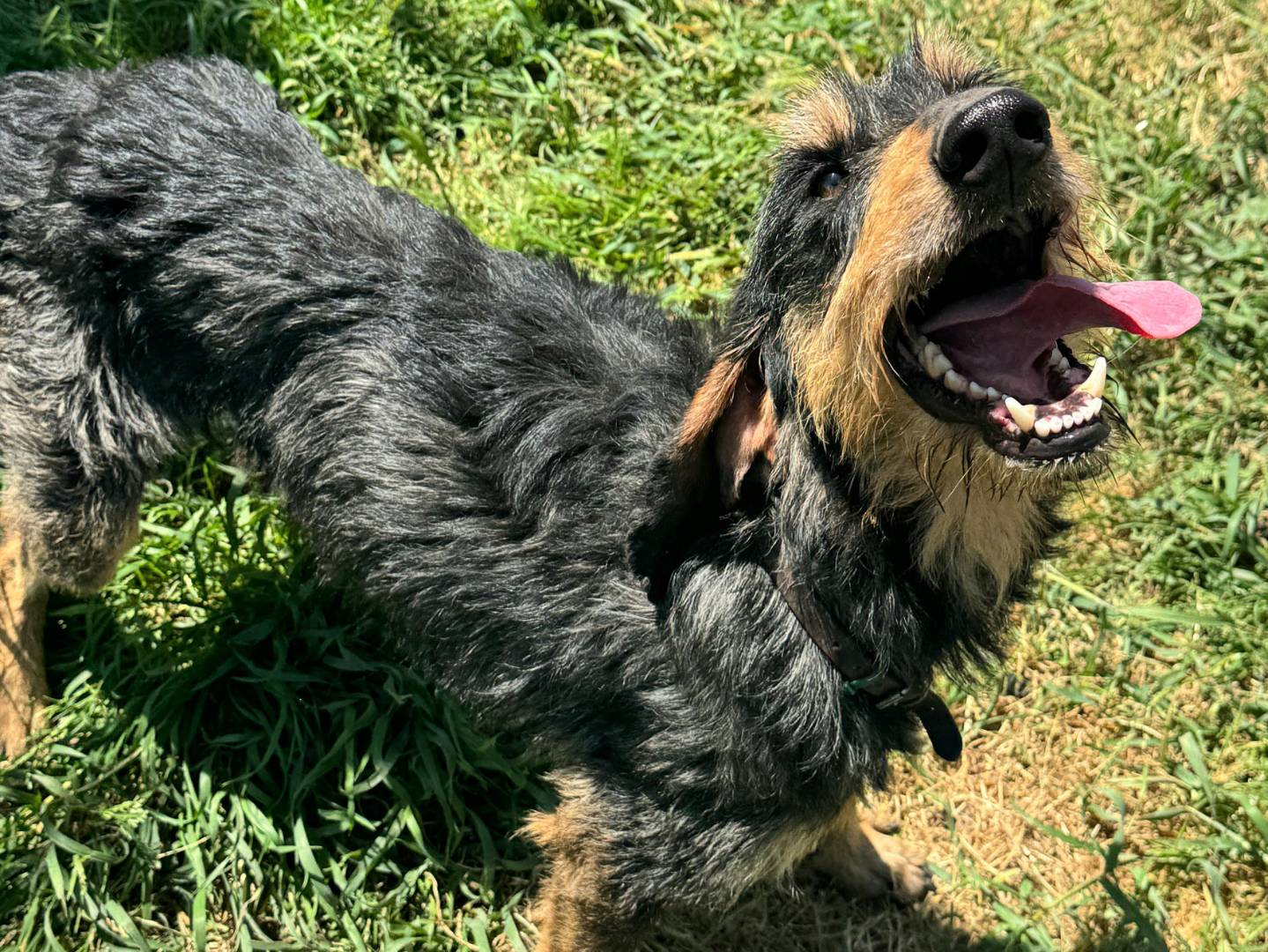 Vuoi adottare un cane a Teramo?