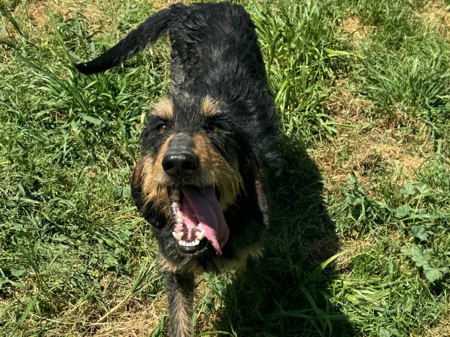 Adotta il cane Aramis a Teramo