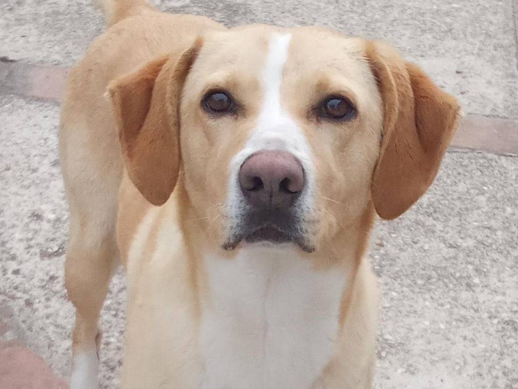 Adozione cane, maschio, Labrador Retriever Razza sconosciuta, 2 anni e 11 mesi, taglia media, Roma
