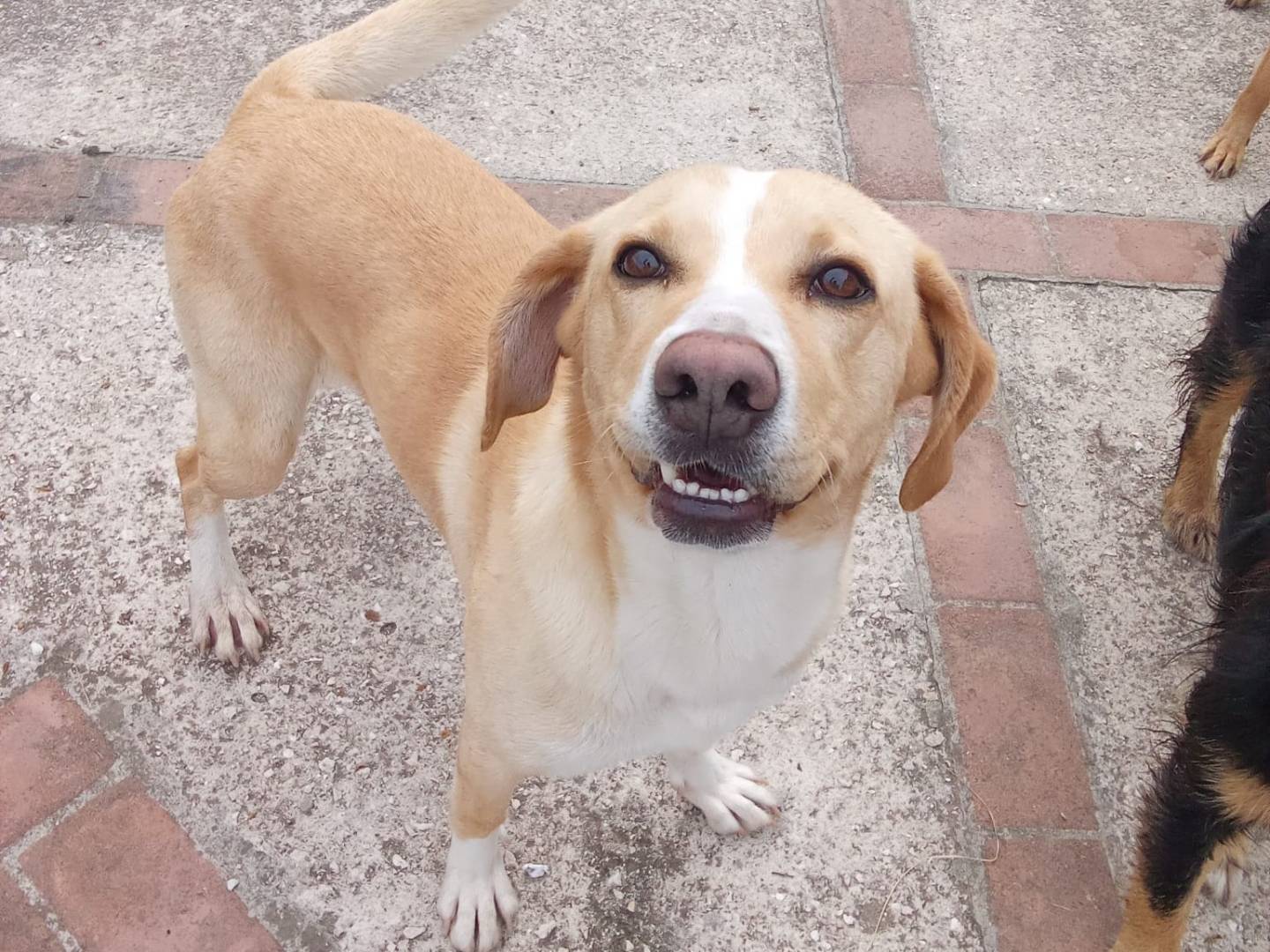Adotta un cane, maschio, 2 anni e 11 mesi, Roma