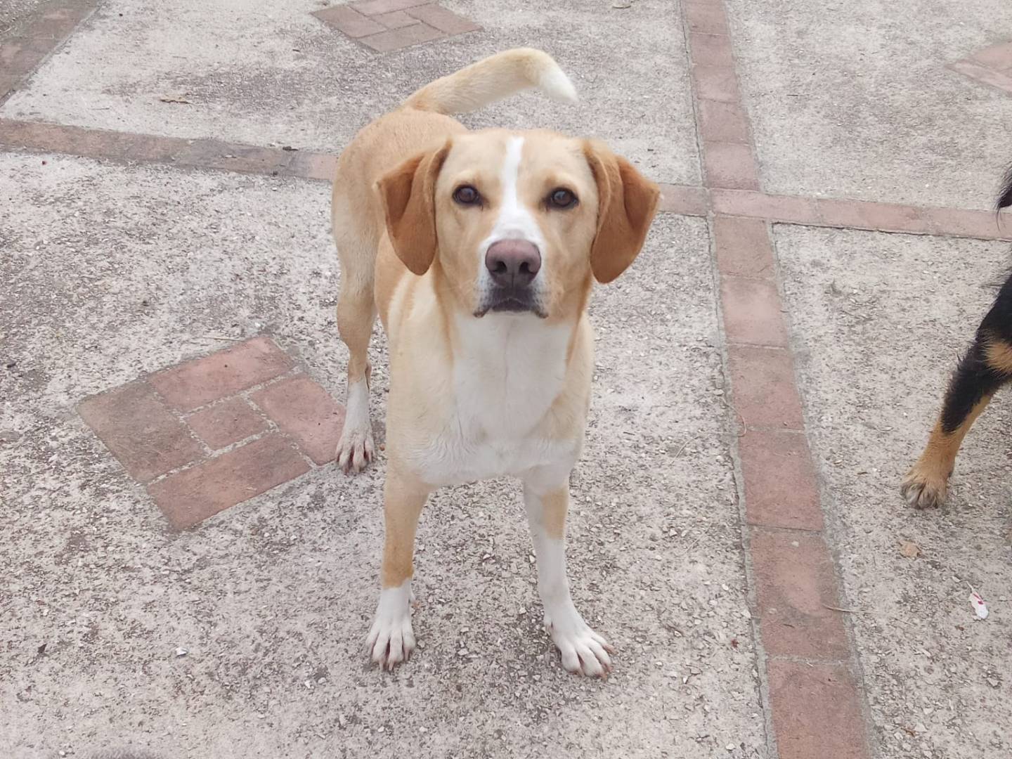 Adotta un cane, taglia media, maschio, Roma