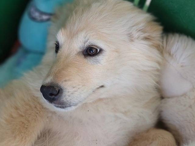Adozione cane, femmina, Razza sconosciuta Razza sconosciuta, 2 mesi, taglia grande, Cagliari