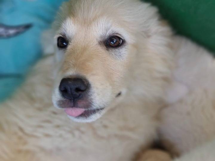 Adotta un cane, femmina, 2 mesi, Cagliari