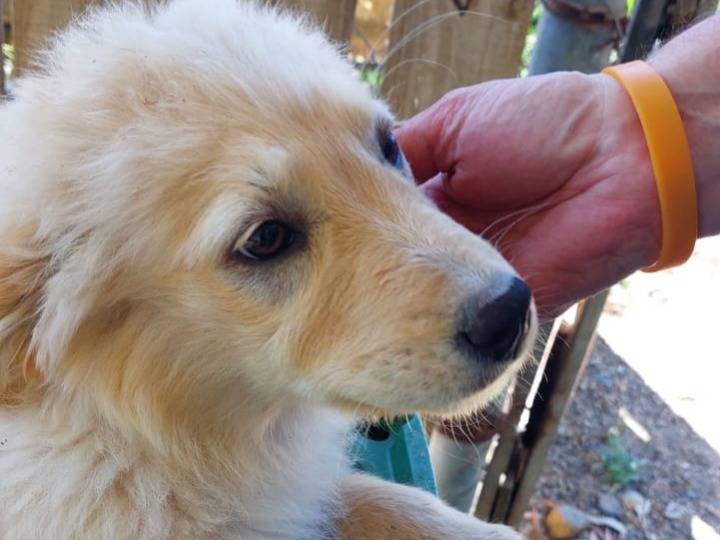 Adotta un cane, taglia grande, femmina, Cagliari