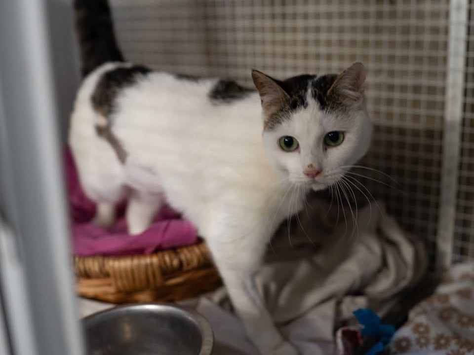 Adozione gatto, femmina, Razza sconosciuta Razza sconosciuta, 7 anni e 4 mesi, taglia non valida, Genova
