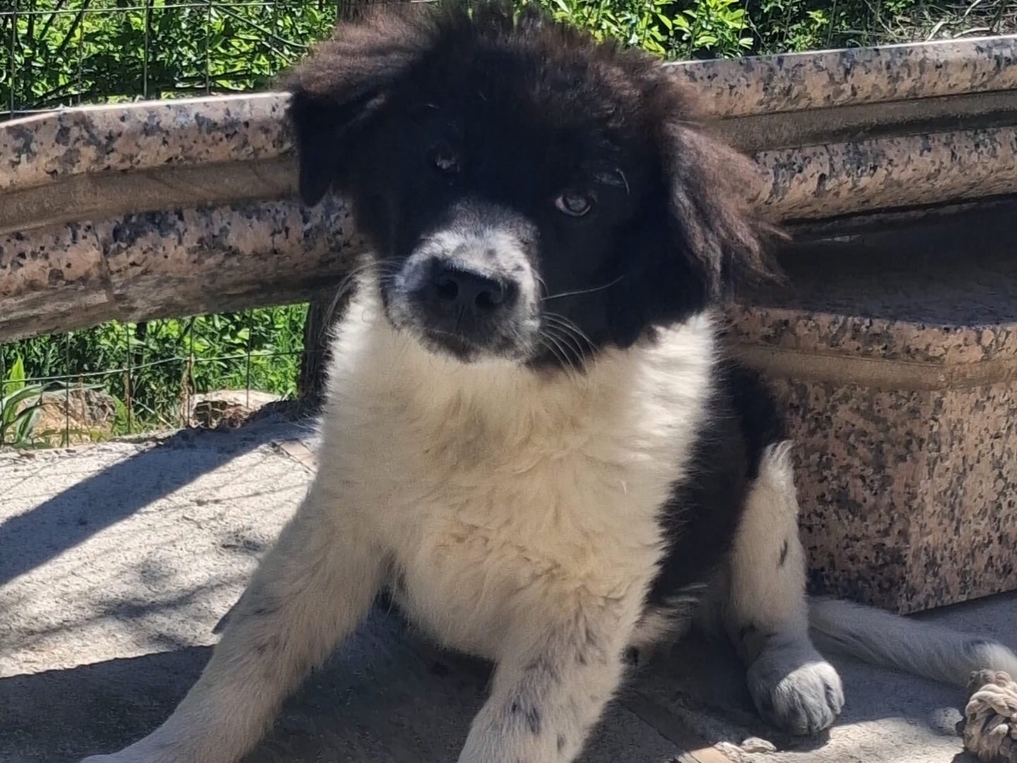 Adozione cane, maschio, Razza sconosciuta Razza sconosciuta, 3 mesi, taglia grande, Belluno