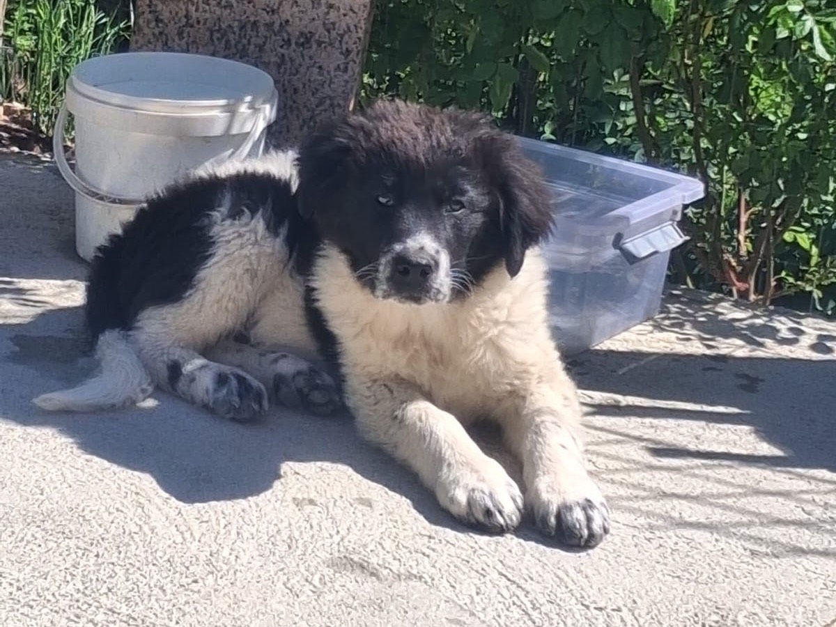 Adotta un cane, maschio, 3 mesi, Belluno