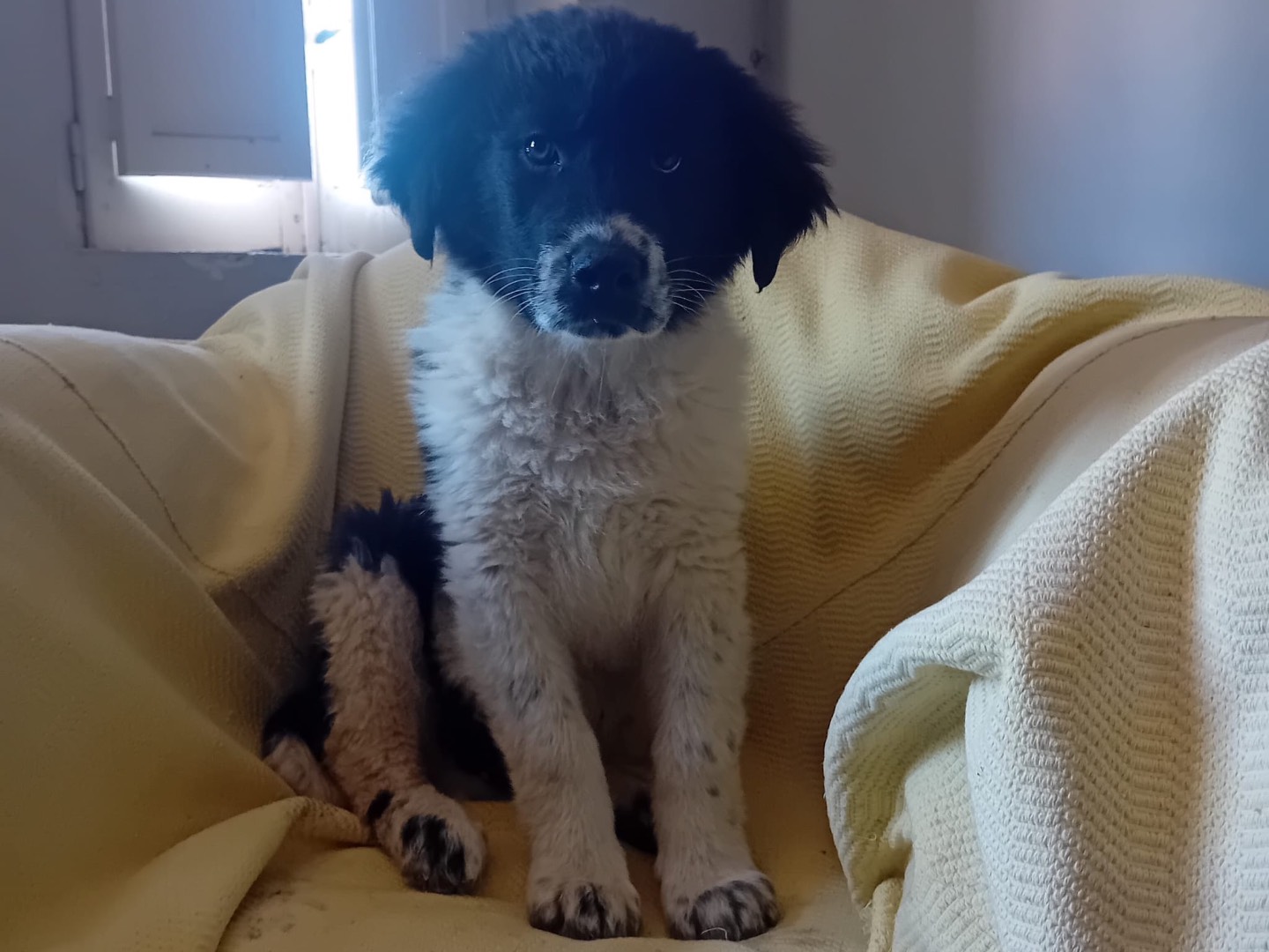 Adotta un cane, taglia grande, maschio, Belluno