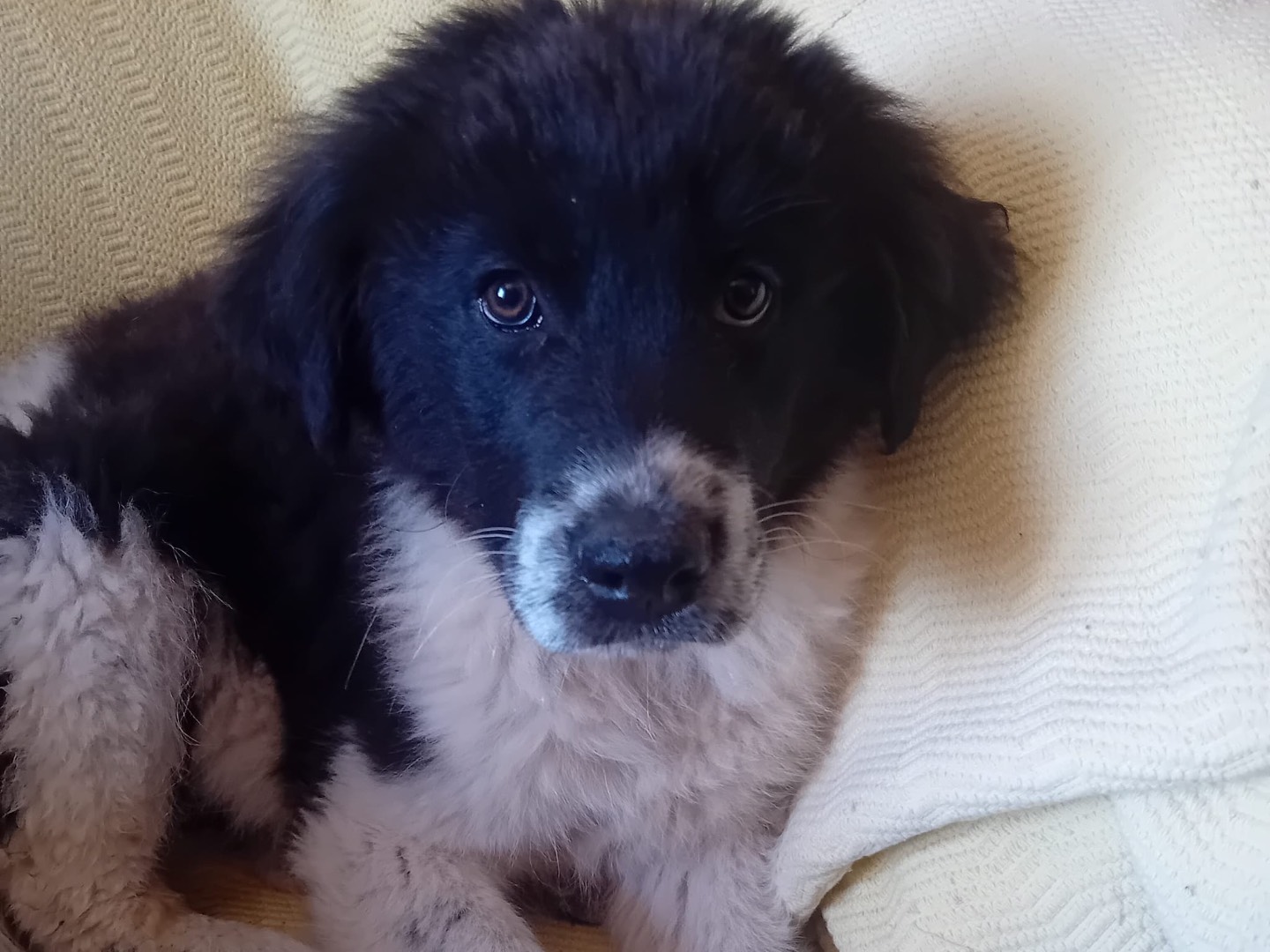 Vuoi adottare un cane a Belluno?