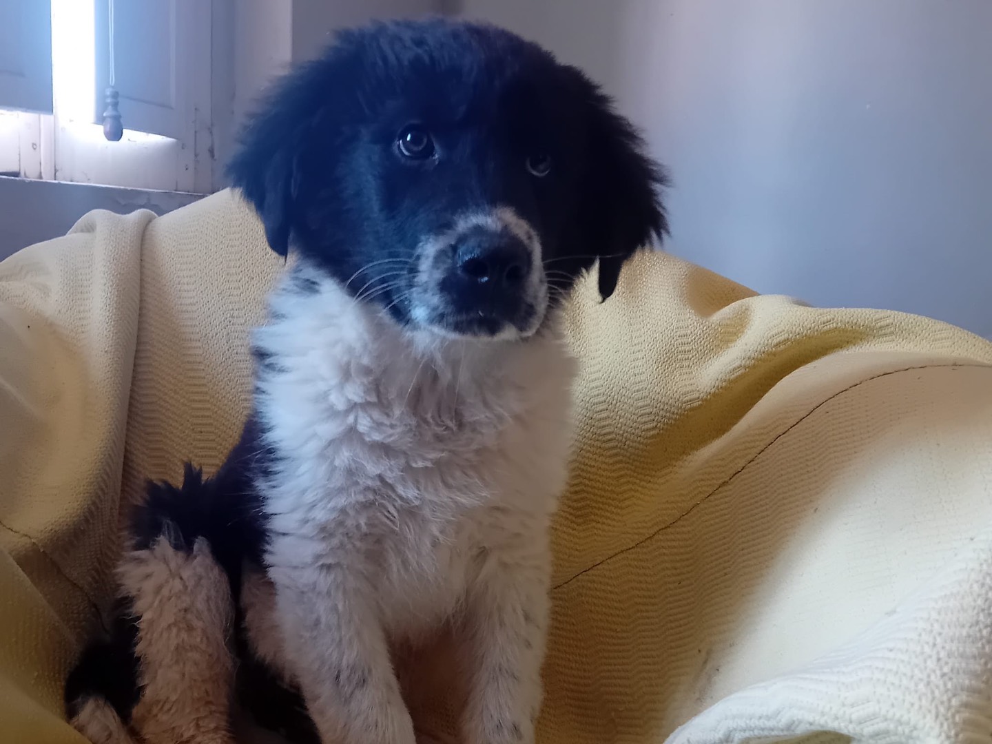Adotta il cane Pablo a Belluno