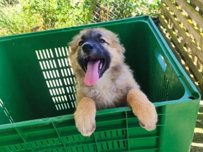 Vuoi adottare un cane a Cagliari?