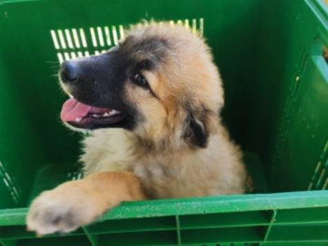 Adotta il cane Bea Vaniglia mix Pastorini a Cagliari