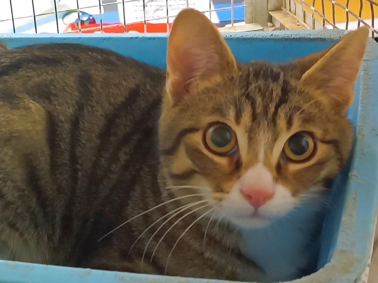 Adozione gatto, maschio, Razza sconosciuta Razza sconosciuta, 7 mesi, taglia non valida, Genova